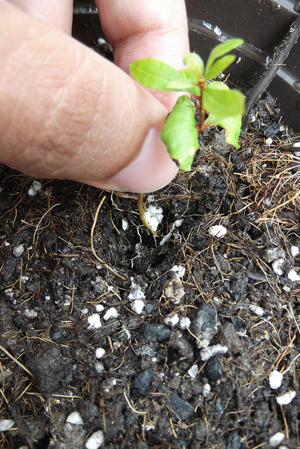 Growing Bonsai From Seed